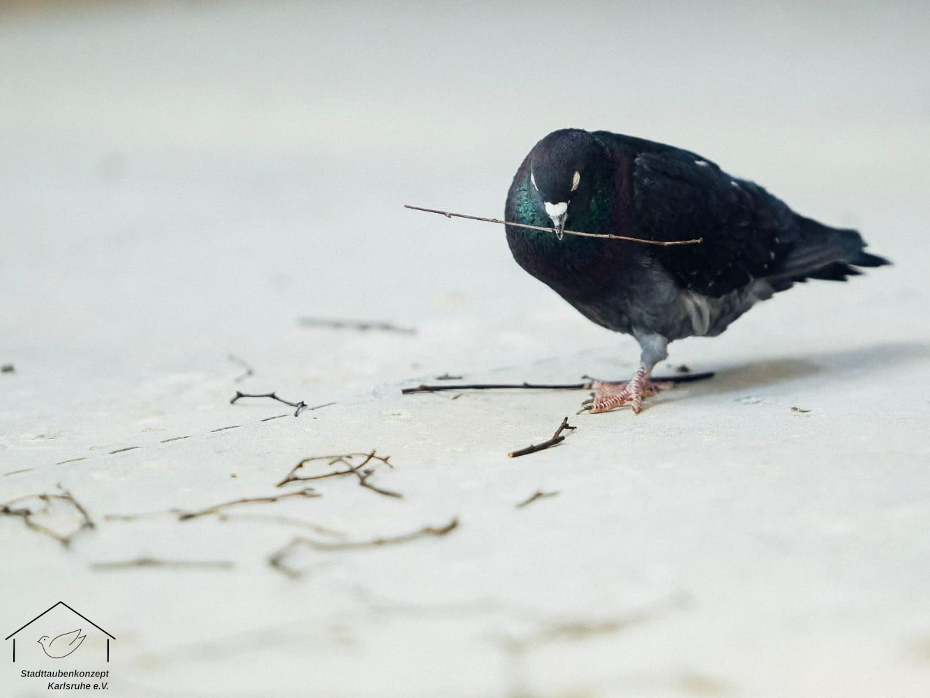 Taube sammelt Stöckchen für Nest